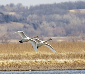 Trumpeter Swans 6784